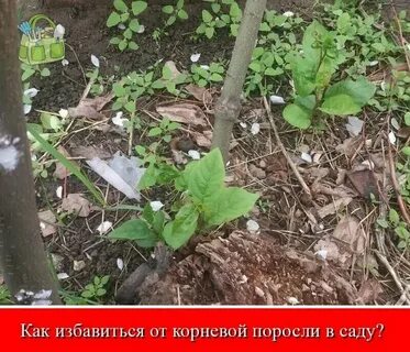 Растянул полагал прикоснулся поросль в каком