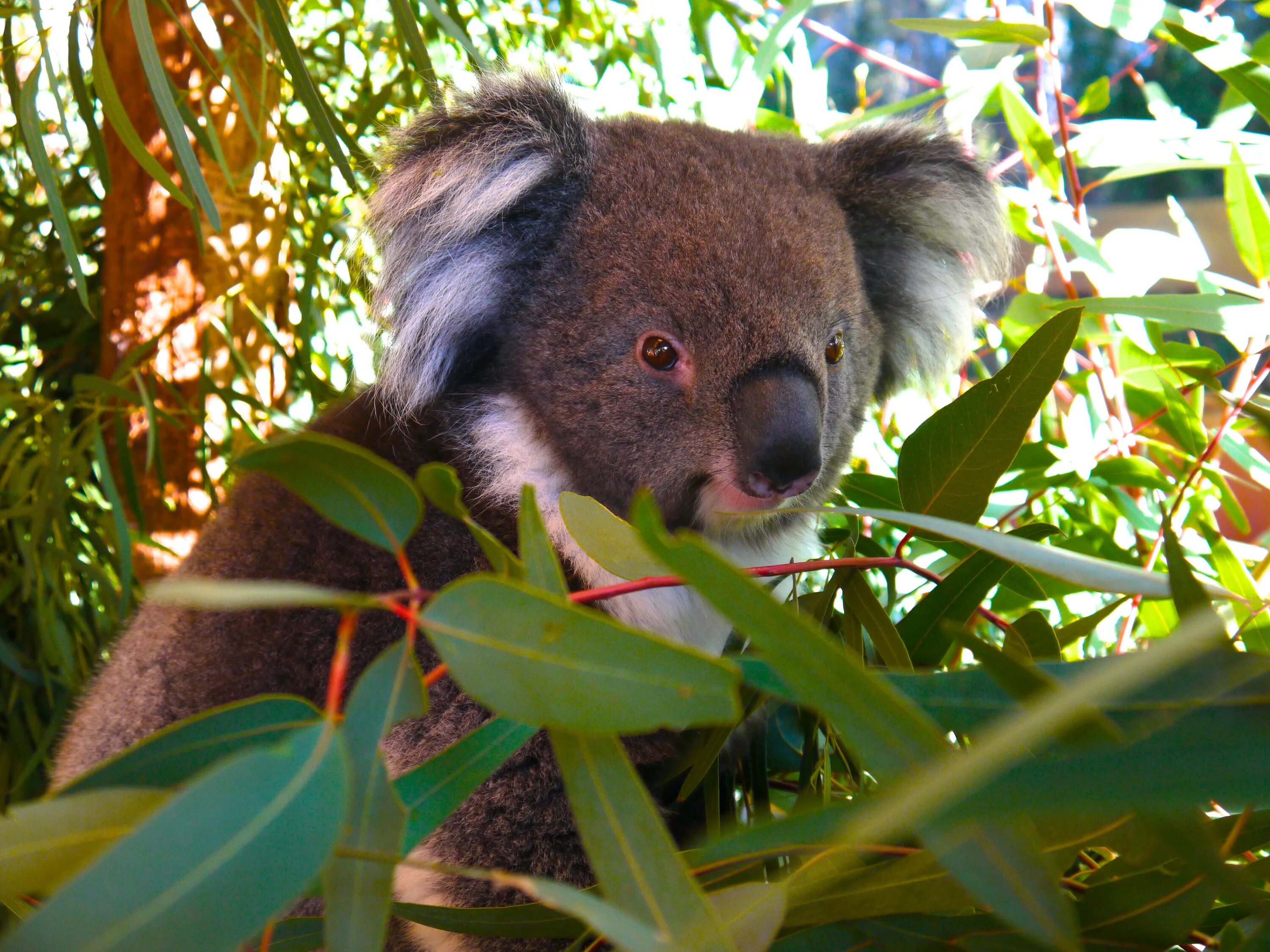 Животные Австралии коала. Медведи коалы в Австралии. Коала эвкалиптовый мишка. Мишка коала австралийская.
