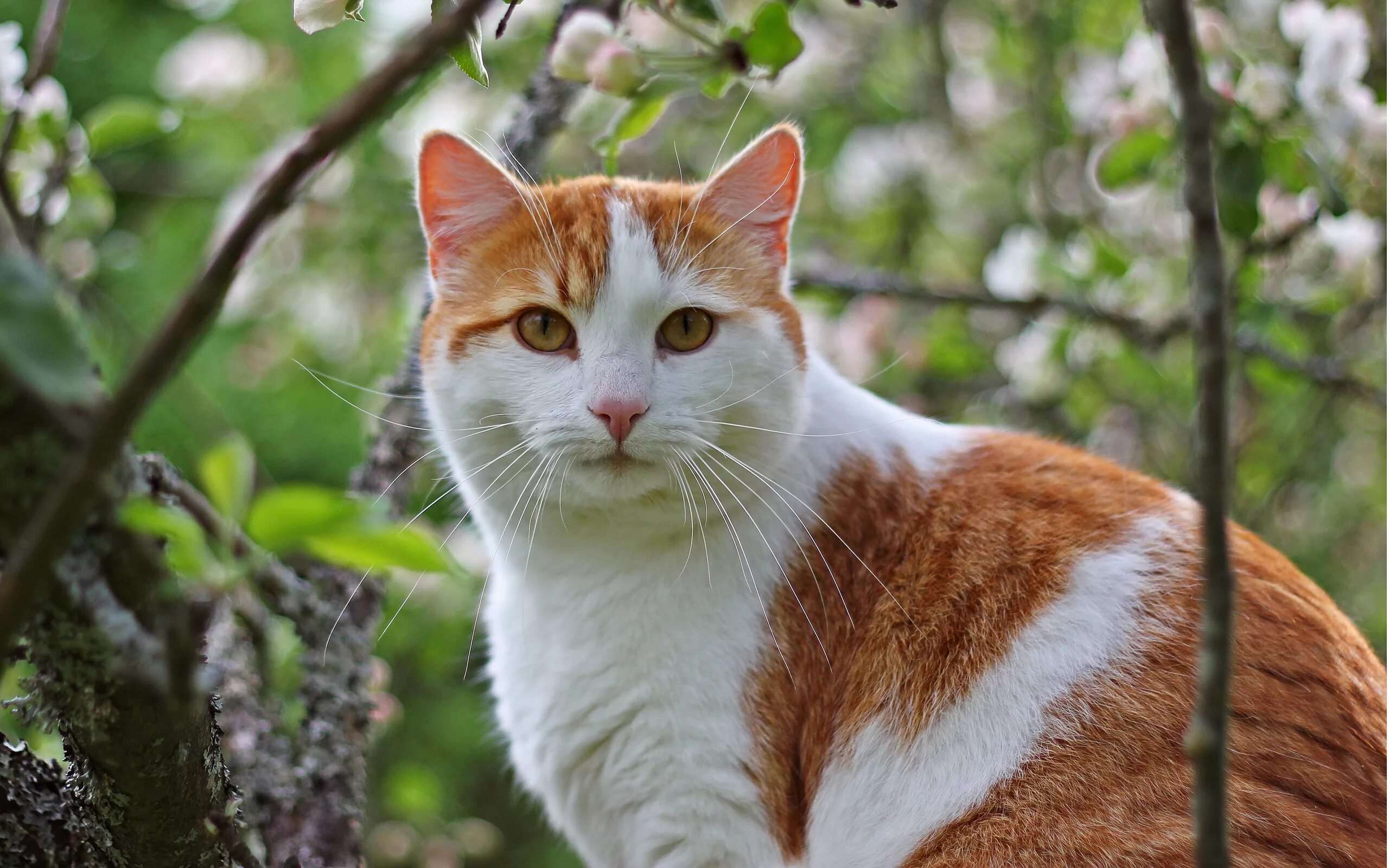 Котаца