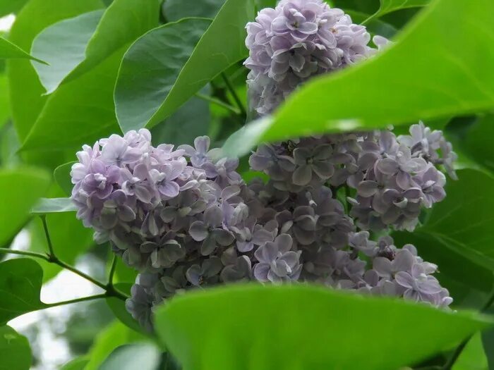 Видеть во сне сирень цветущую. Видеть во сне сирень цветущую