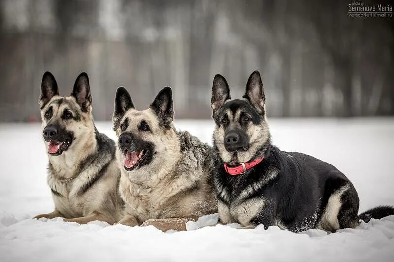 Восточно европейская видео. Восточно европейская видео. Восточно-европейская овчарка. Восточно европейская видео. Восточно европейская видео.