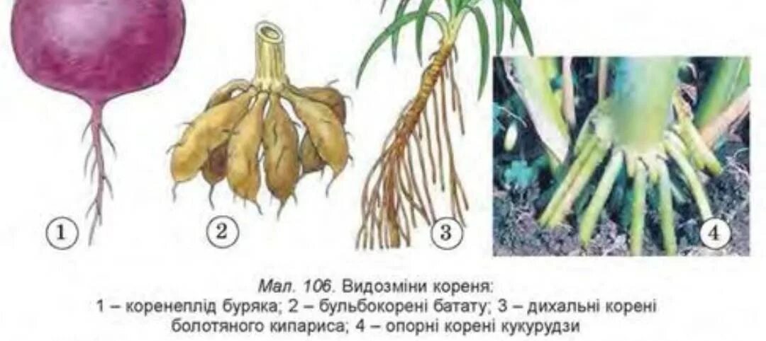 Видоизменения корня корневые клубни. Корневые клубни метаморфоз. Видоизменение придаточного корня.