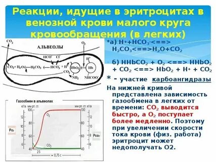 Какая ткань способствует газообмену