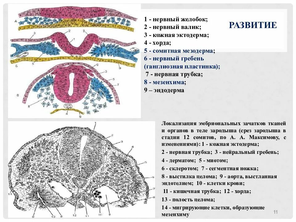 Соединительная ткань эктодерма. Мезенхима и мезодерма. сомиты хорда и нервная трубка. сомиты хорда и нервная трубка зародыша курицы. эктодерма нервная трубка.