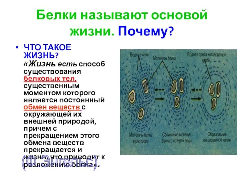 Почему белки называют