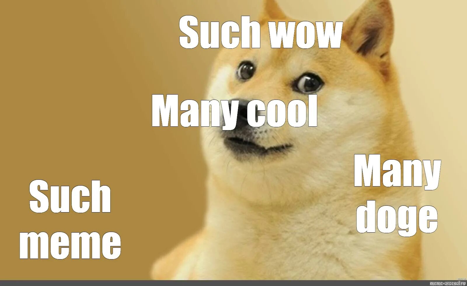 Such major. Собака Мем. Such wow. Doge so wow. Doge мемы.