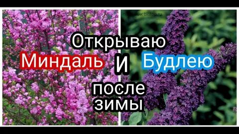 Как обрезать будлею осенью на зиму правильно