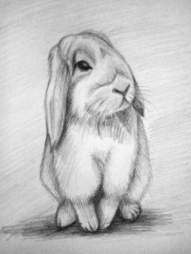 Нарисовать кролика карандашом. Животные карандашом. Рисунки карандашом животные. Кролик карандашом. Рисунки животных для срисовки.