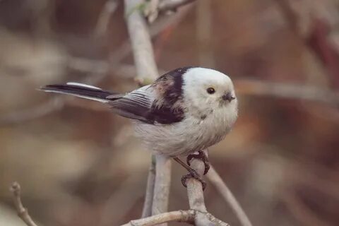 Птенцы длиннохвостой синицы фото