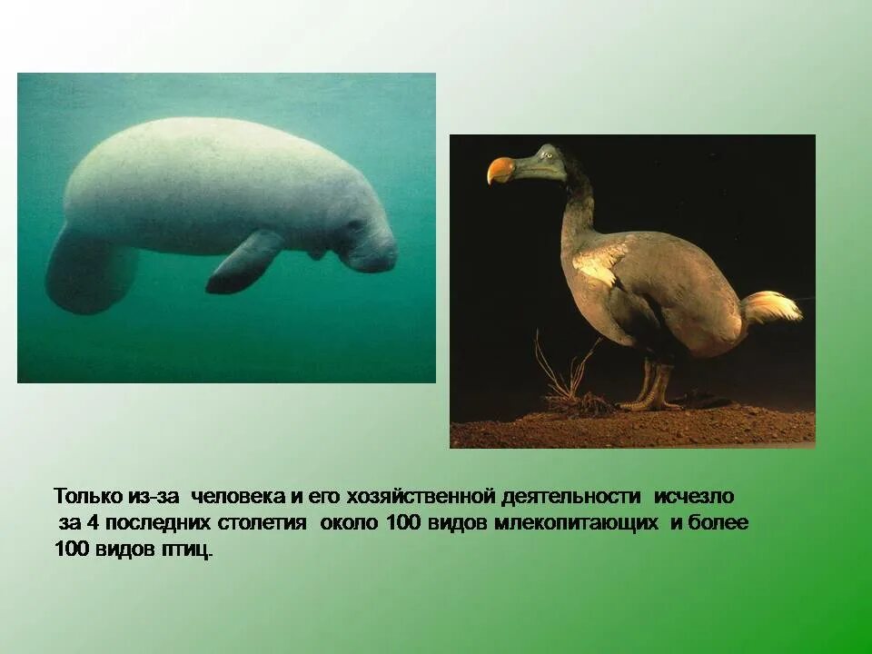 Презентация на тему воздействие человека на животных в природе. Влияние человека на животных 7 класс биология. Воздействие человека на животных презентация. Воздействие на животный мир хозяйственной деятельности. Влияние человека на животный мир.