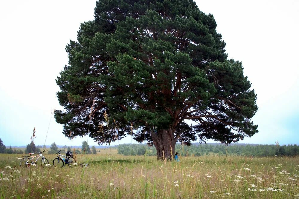 Росли три сосны. Дубово сосновый лес. Сосна меркуза. Росли три сосны. Ягры северодвинск 3 сосны.