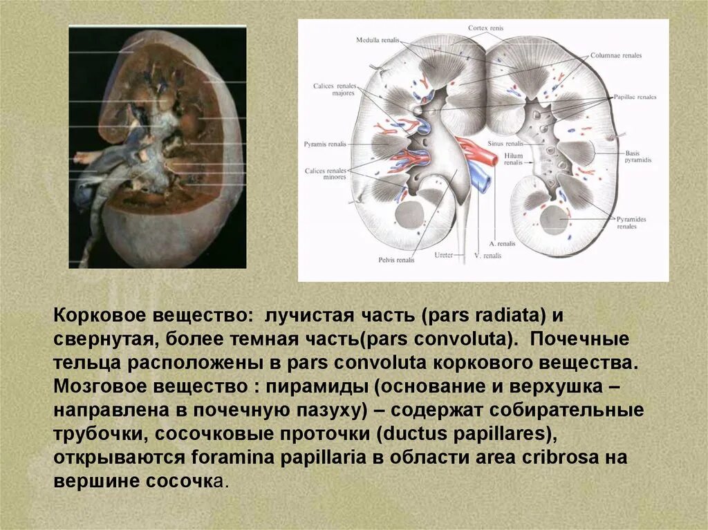 Почках и в головном мозге. Лучистая и свернутая часть коркового вещества почки. Лучистая часть коркового вещества. В лучистой части почки располагаются. Pars convoluta коркового вещества.