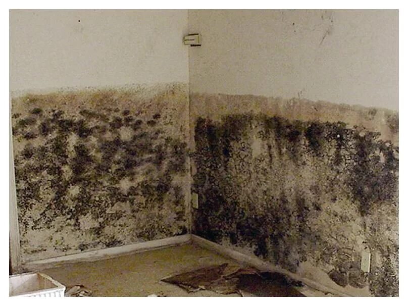 Designing With Mold and Mildew Resistant Insulation ROCKWOOL Blog
