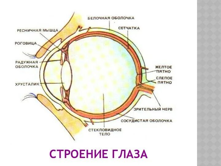 Где в органе зрения находится желтое пятно. Строение белочной оболочки глаза. Строение глаза сетчатка роговица хрусталик. Белочная оболочка глаза анатомия. Строение белочной оболочки глазного яблока.