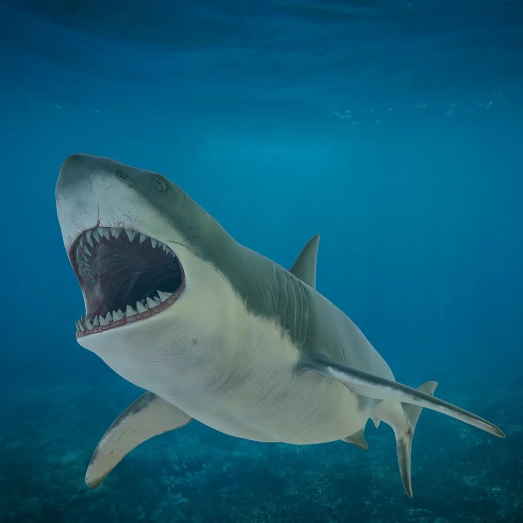 Отодус мегалодон. Акула мегалодон. Акула больше мегалодона. Акула больше мегалодона. Акула кархародон мегалодон.