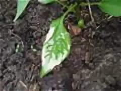 Почему рассада белеет