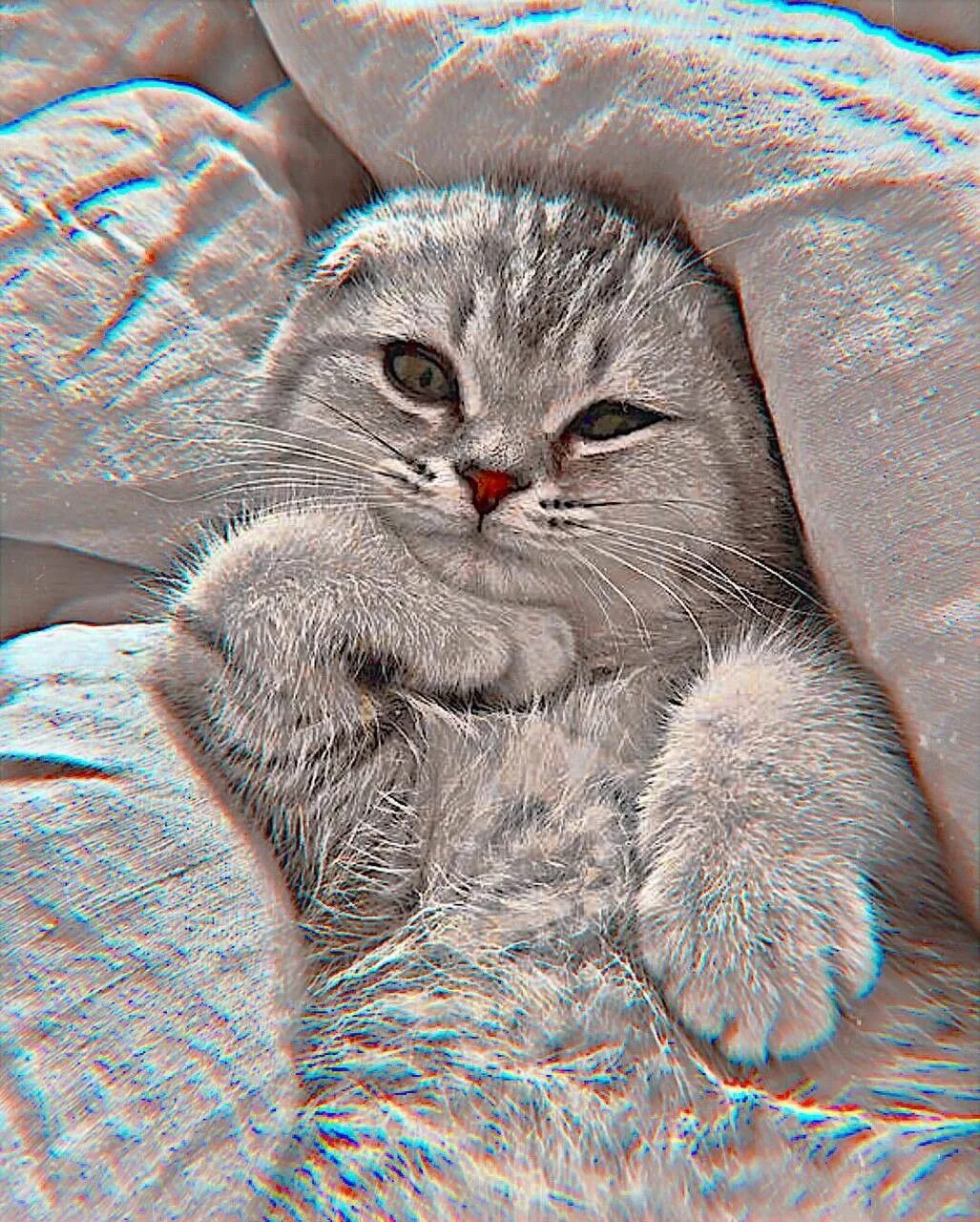 Милые пикчи с котиками. Милые пикчи про любовь. Котики мофу. Котики из тт. Милые пикчи с котенокм.