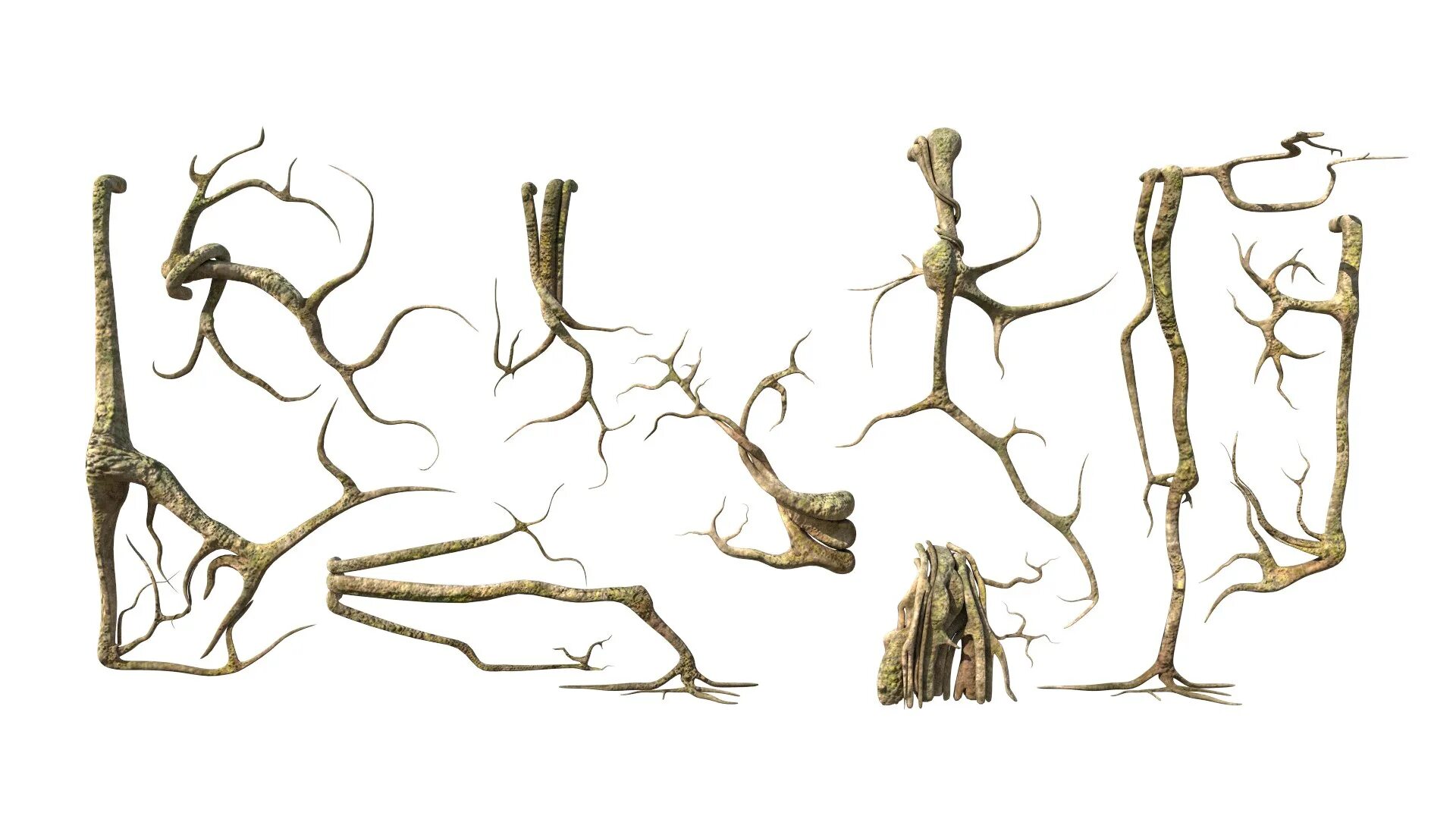 Макет корневых систем. Макет растения с корнем. Корни 3д модель. Корень d.