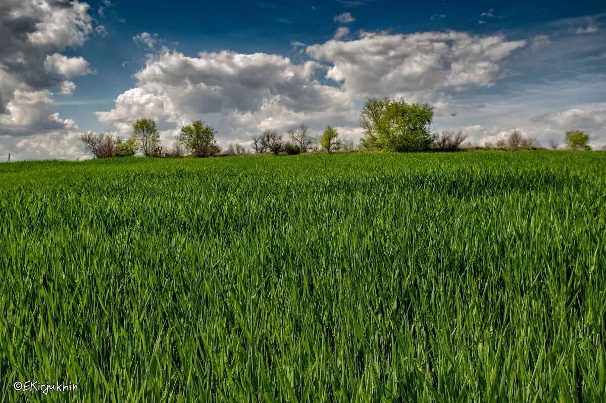 поле весной. озимь всходы пшеницы посеянные. озимое поле. озимые весной. озимые весной.