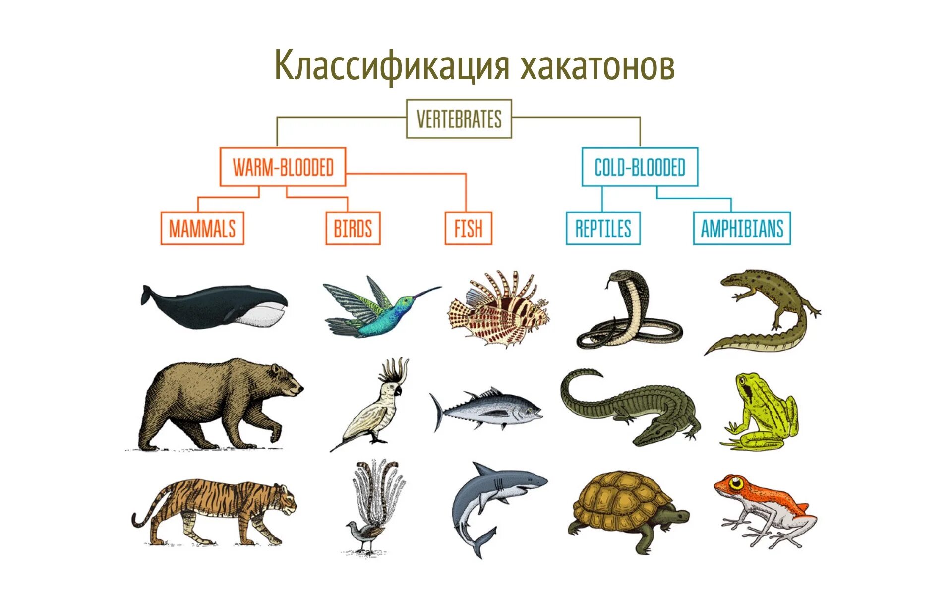 Млекопитающие и пресмыкающиеся и земноводные. Животные классификация. Млекопитающие животные классификация. Позвоночные млекопитающие.