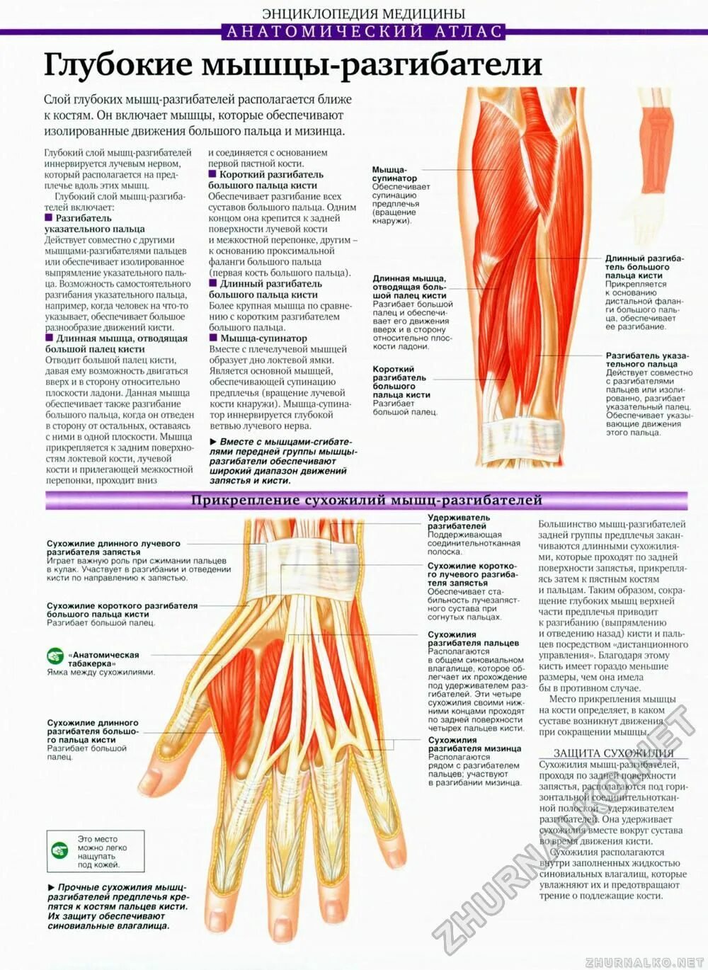 Анатомический атлас мышц предплечья. Синельников атлас анатомии мышцы предплечья. Мышцы разгибатели предплечья. Анатомия кисти мышцы разгибатели.
