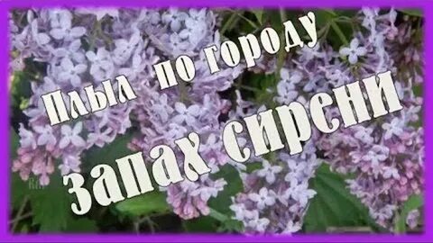 Песни пели по городу запах сирени