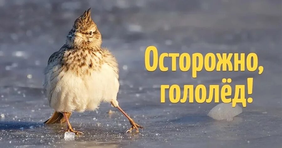 Доброе утро гололед. Утро осторожный. Доброе утро невыспавшим людям. Утро осторожный. Утро осторожный.