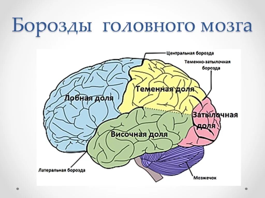 Какие зоны в лобной доле. Синдром поражения теменно-затылочных отделов. Мозг человека анатомия доли. Теменно-затылочные отделы мозга.