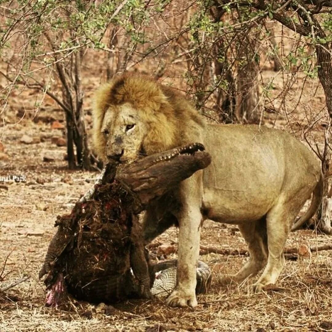Голодающие львы в зоопарке судана. Охотник с убитым львом. Король лев сесил. Убитый лев. Убитый лев.