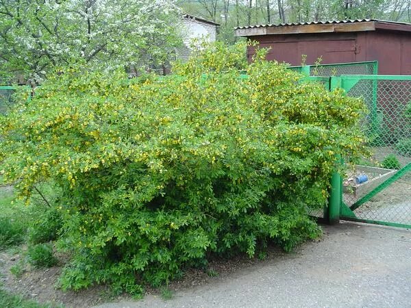Акация изгородь. Акация карагана древовидная. карагана древовидная живая изгородь. карагана уссурийская кустарник. акация карагана кустарниковая.