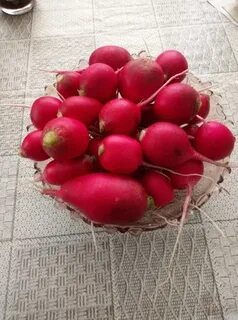 Горькая редиска