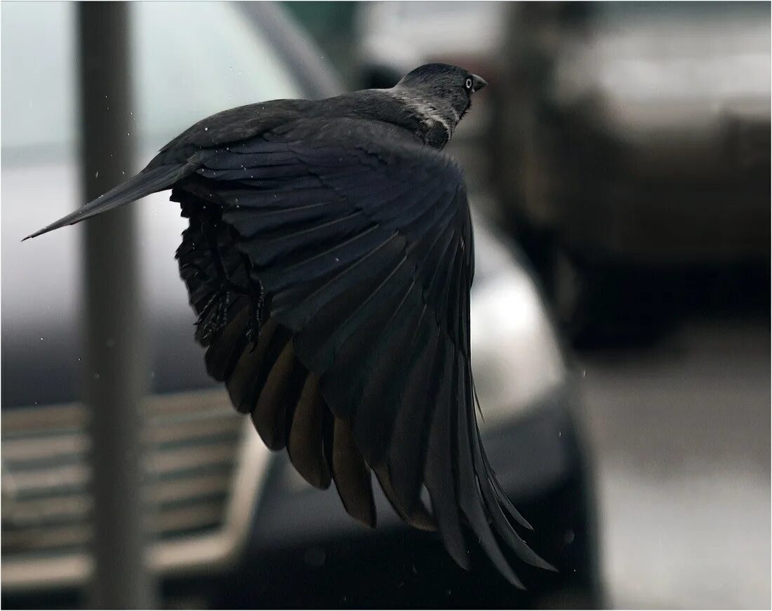 Машина bird. Галка машина. Птицы на черную машину. Авто лейб Галка. Галки БМВ.