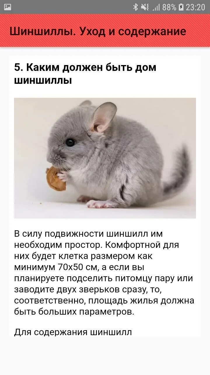 Минусы содержания шиншилл в квартире. Шиншилла уход. Доклад про шиншиллу. Сообщение о шиншилле. Шиншиллы.