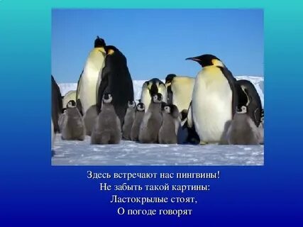 День пингвина презентация