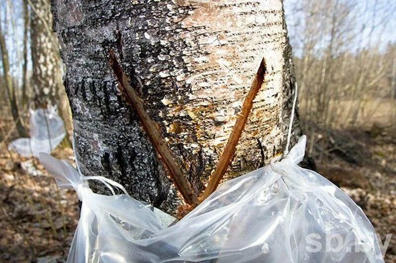 Добыть березовый сок. Собрать березовый сок. Пакеты для сбора березового сока. Заготовка березового сока.