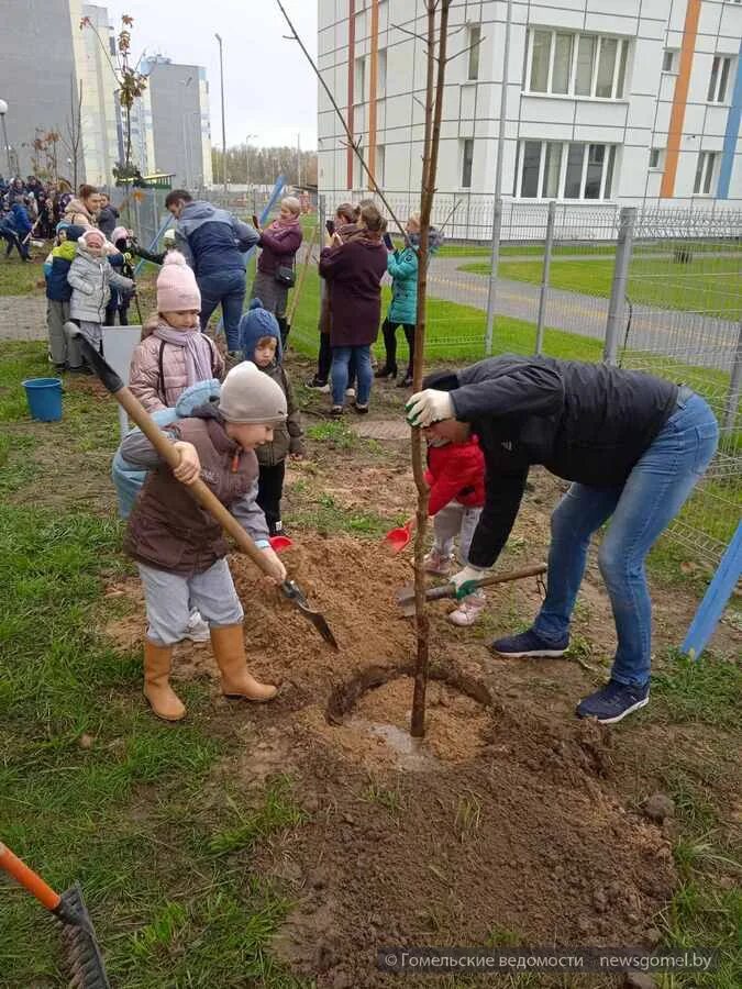 Посадка деревьев школа. Акция посади дерево. посадка деревьев. экологическая акция посади дерево. экологическая акция по посадке деревьев в детском саду.