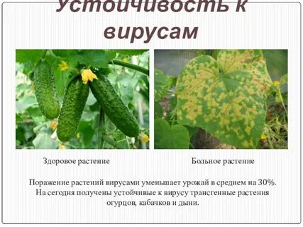 Устойчивые сорта к болезням