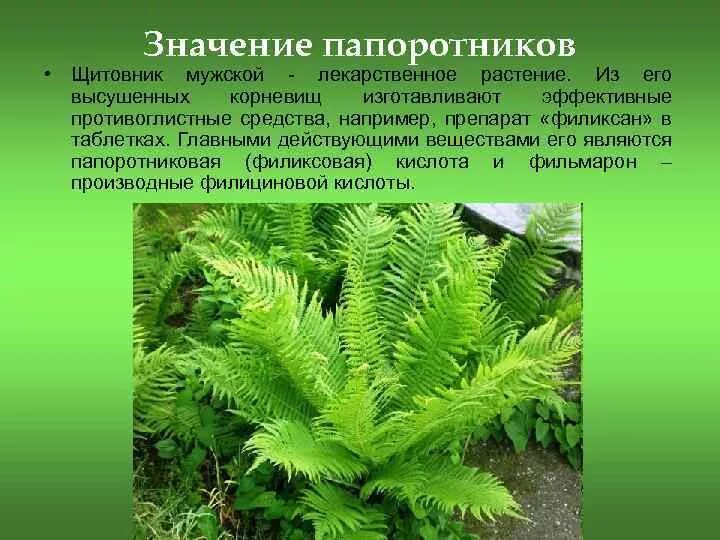 Значение папоротников в жизни природы. Папоротниковидные споровые растения. Папоротники это споровые растения. Высшие споровые растения Щитовник. Споровое растение папоротник Щитовник мужской.