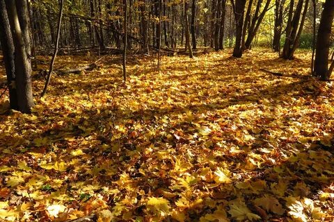 Мы часто ходим в ближний лесок