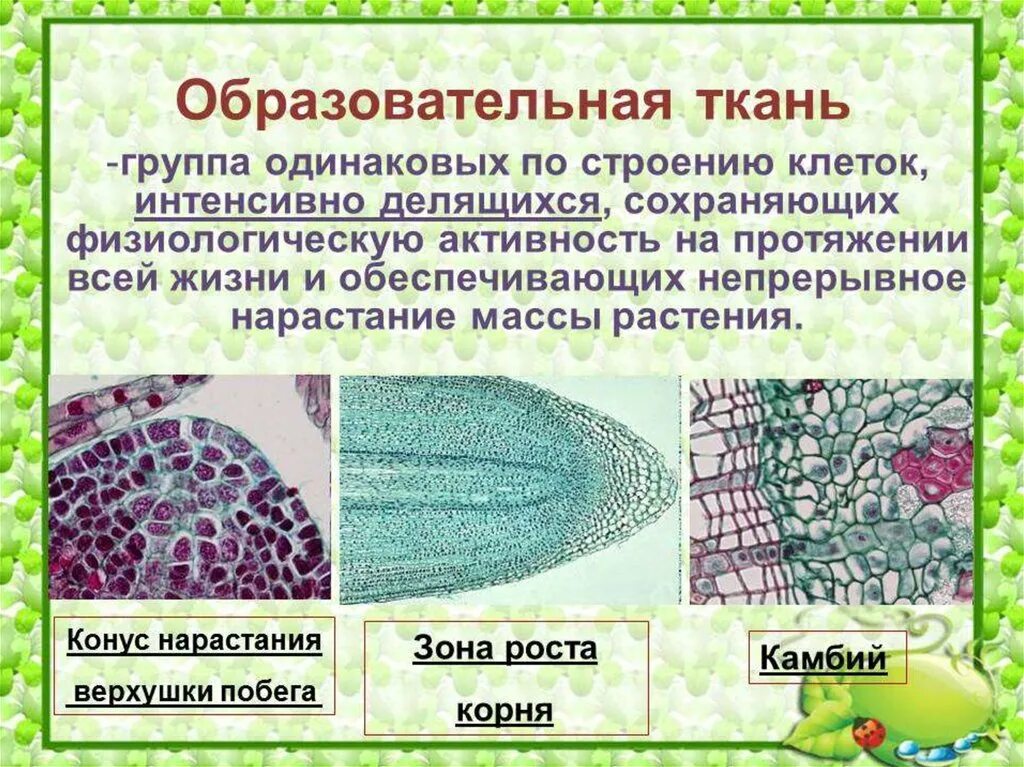 Образовательная ткань выполняет функцию. Образовательная ткань 5 класс биология. Покровные ткани растений биология. Образовательные ткани растений 5 класс биология. Образовательная ткань биология 6 класс.