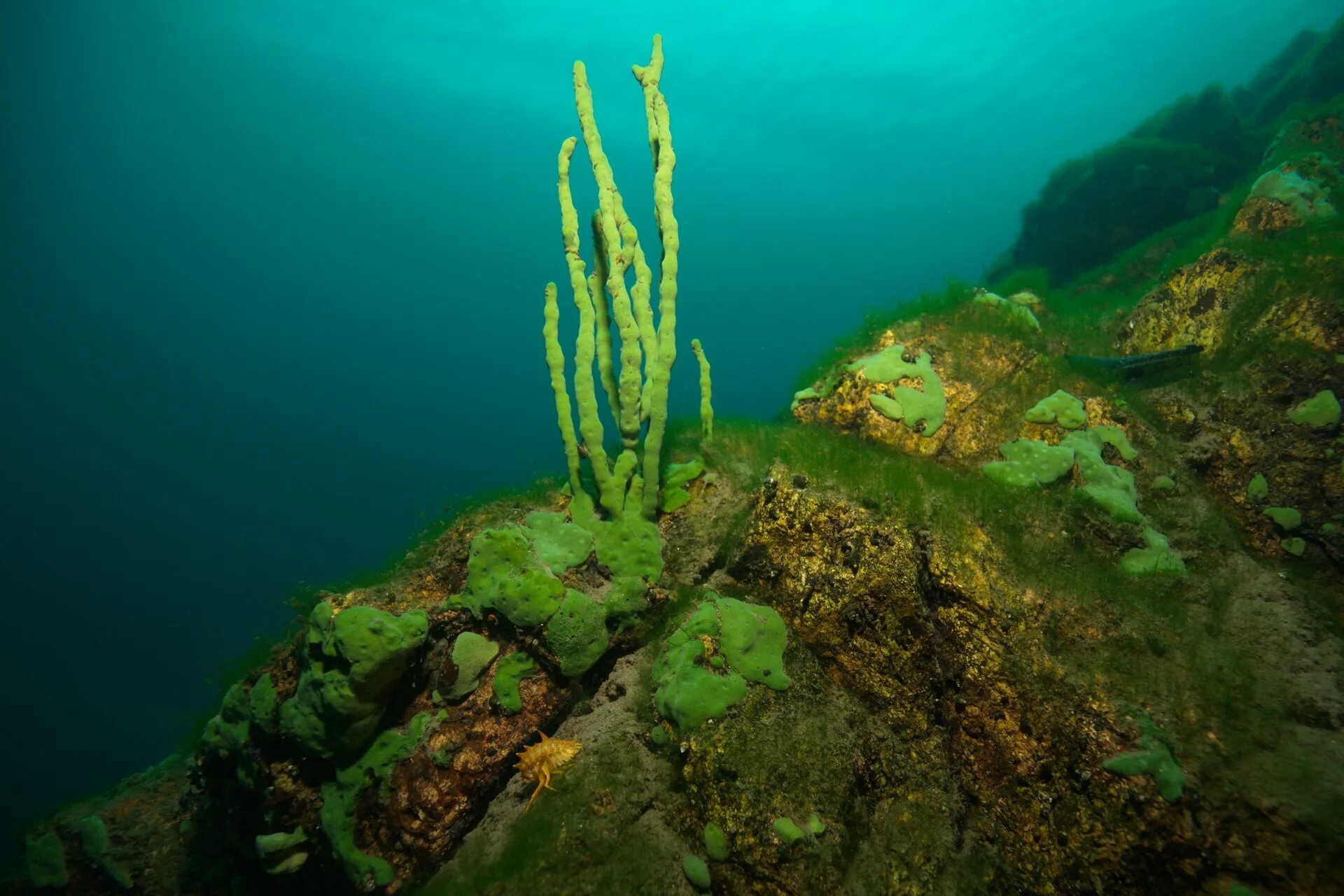 Нитчатая водоросль спирогира. Водоросли эндемики байкала. Водоросли эндемики байкала. Озеро байкал байкальская губка. Синезеленые водоросли байкала.
