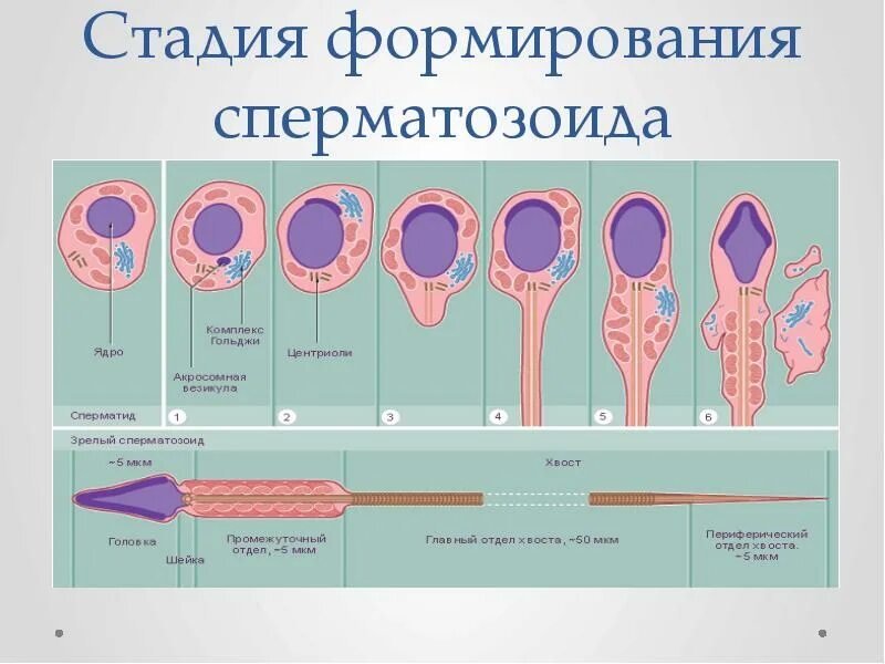 Годы лежало семя. Годы лежало семя. Годы лежало семя. Семя с семенной кожурой эндосперм и зародыш. Годы лежало семя.