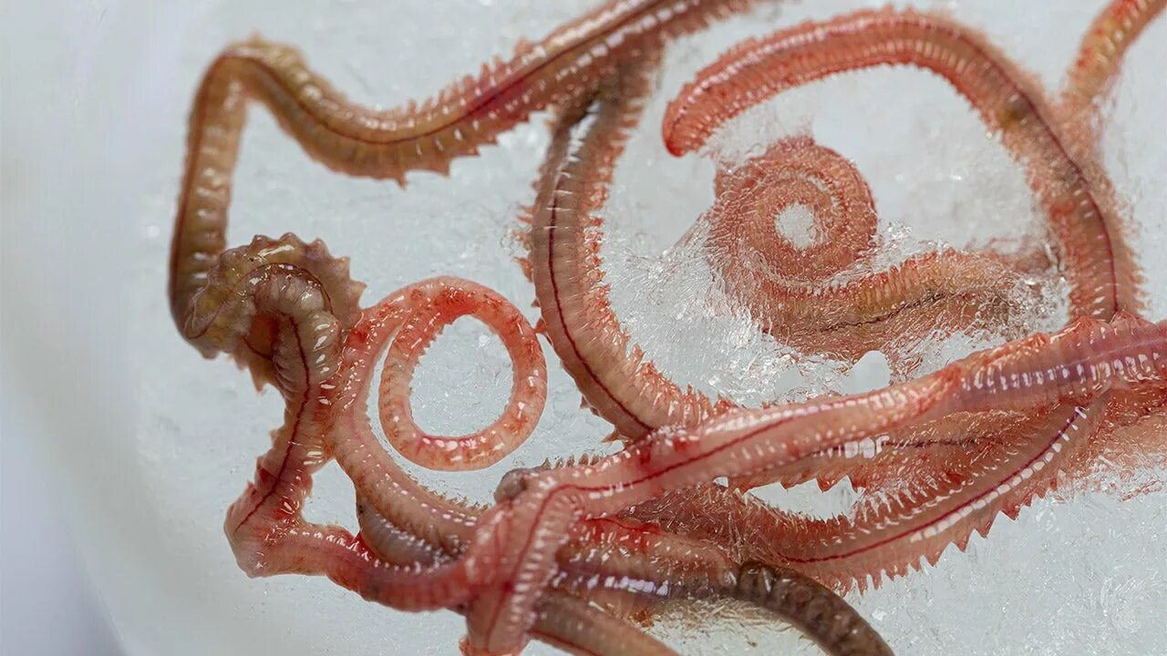 Черви в песке. Многощетинковый червь (perinereis cultrifera).