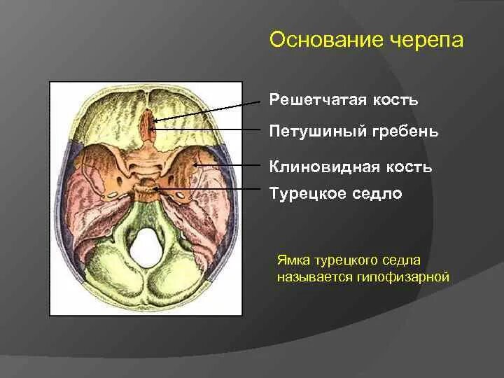 Основание черепа где. Решетчатая кость внутри. Сошник и решетчатая кость в черепе. Решетчатая кость черепа анатомия. Клиновидная кость черепа турецкое седло.