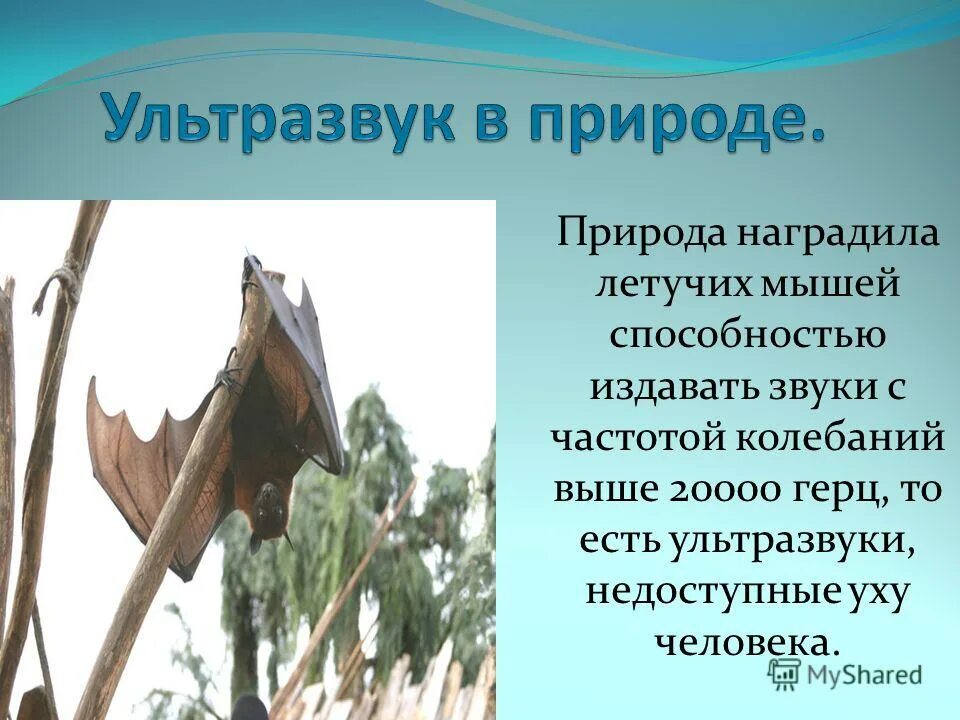 Голосовая презентация. Сообщение на тему ревуны. Голос человека. Способность издавать звуки. Способность издавать звуки.