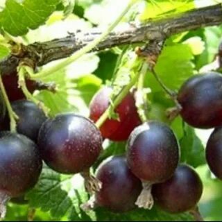 Смородина с крыжовником