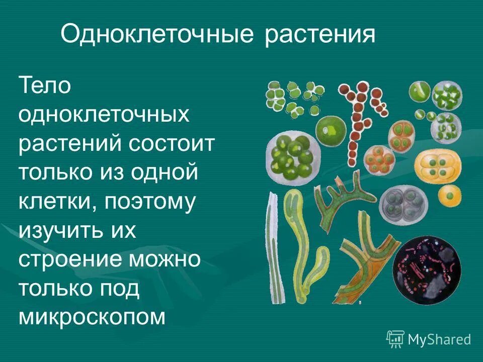 Грибы бывают одноклеточными и многоклеточными эти организмы