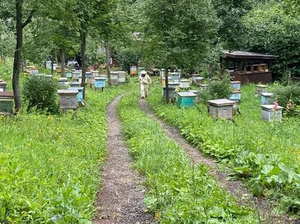 Пасека в лесу
