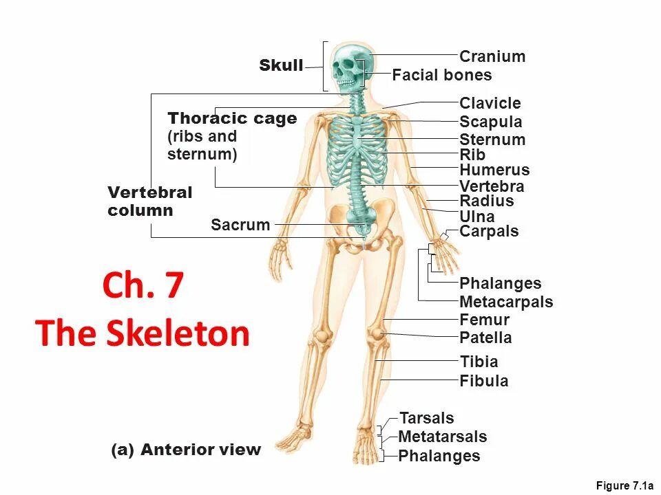 The skeleton is composed of bones. Костная система человека. скелет человека с описанием. skeleton bones axial.