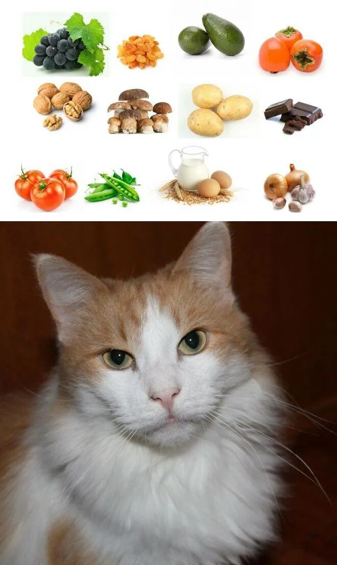 Что можно кошкам из еды. Еда для кошек. Полезная еда для котов. Продукты для кошек. Натуральная еда для кошек.